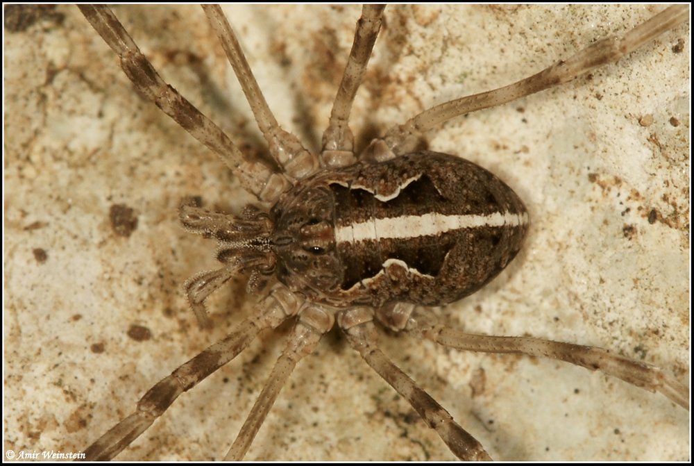 Opiliones d''Israele - No 7: Phalangium savigni